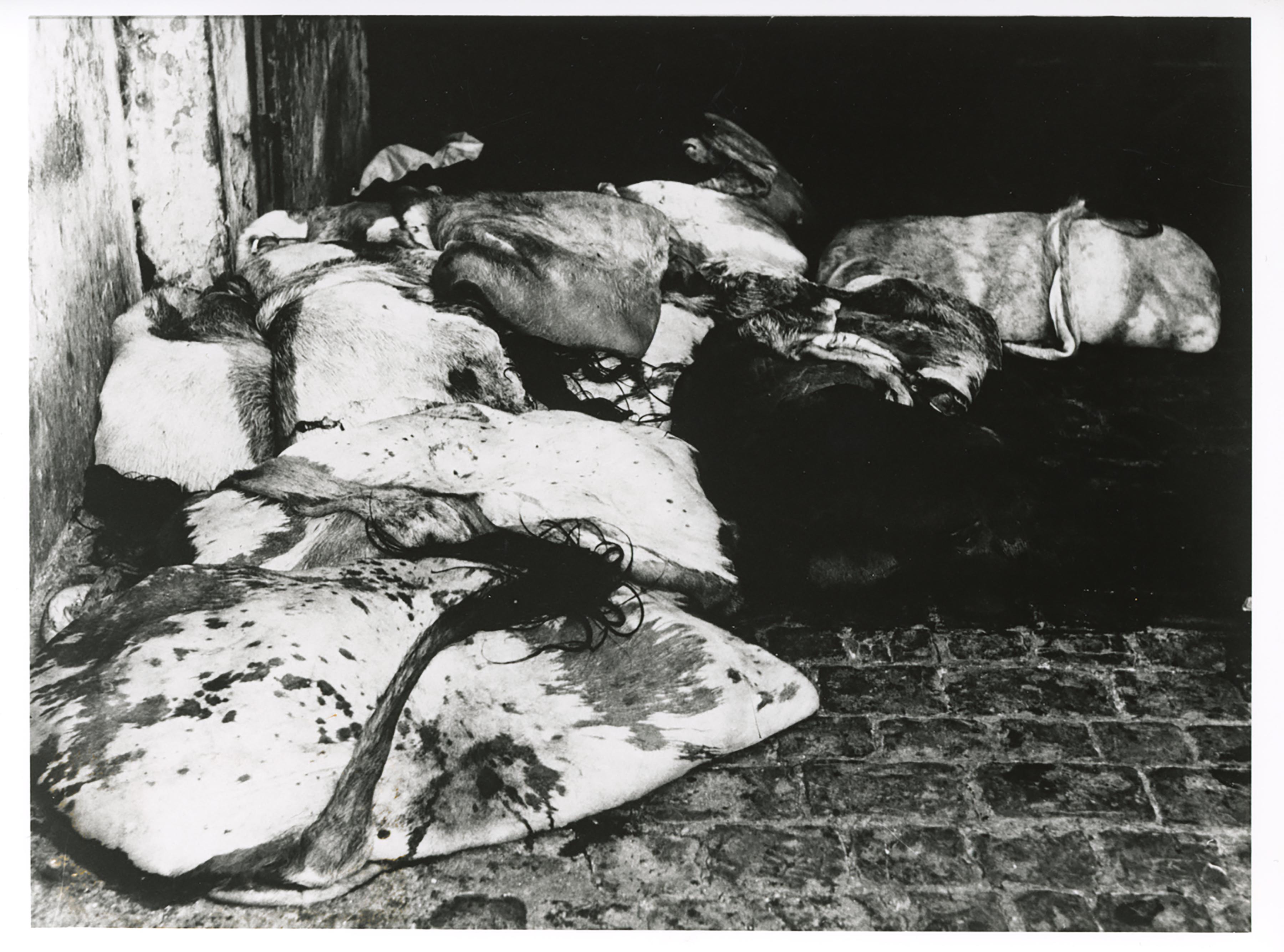 Mario Giacomelli, Mattatoio, 1961